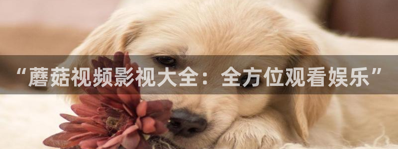 电影网草民：“蘑菇视频影视大全：全方位观看娱乐”
